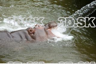 Hippo baby 0036